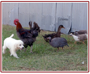 Puppy and Farm Animals Puppy and Farm Animals