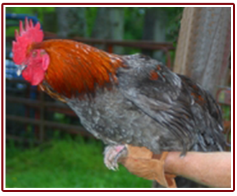 Marans