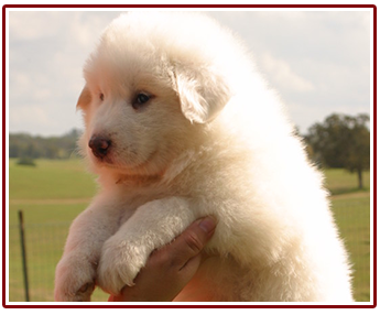 Pyrenees puppy