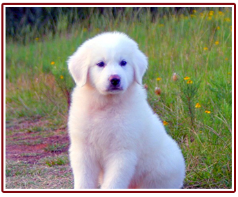 Pyrenees puppy