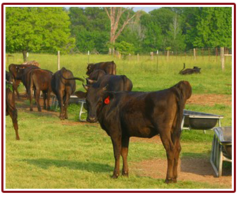 Wagyu Cattle