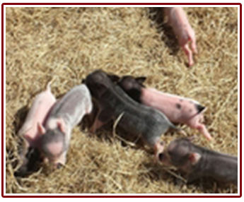 Miniature pig Miniature pig