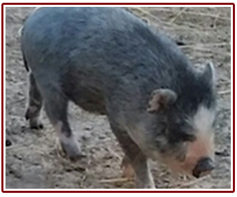 Miniature pig Miniature pig