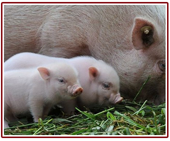 Miniature pig Miniature pig